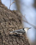 White-breasted Nuthatch 6815